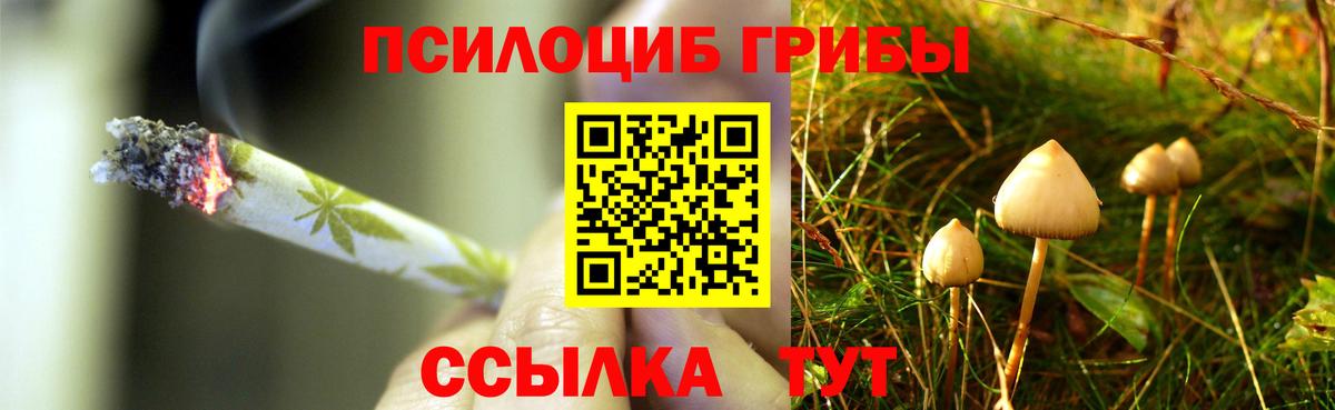Галлюциногенные грибы Psilocybe Владивосток
